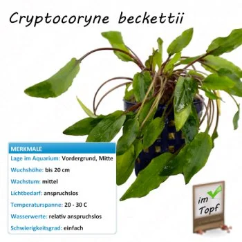 bachflohkrebse202607231420373093937