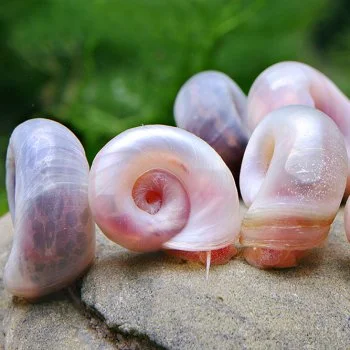 bachflohkrebse202607231424053094283