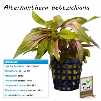 bachflohkrebse202607231424283094327