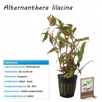 bachflohkrebse202607231424283094329