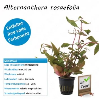 bachflohkrebse202607231424363094346