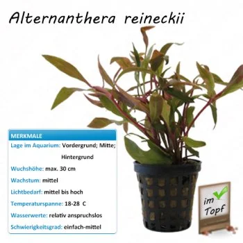 bachflohkrebse202607231424373094348