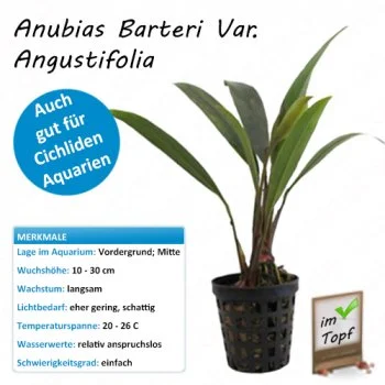 bachflohkrebse202607231426133094542