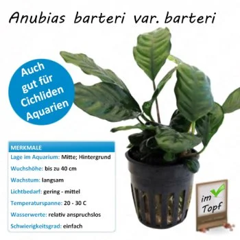 bachflohkrebse202607231426163094551