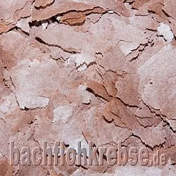 bachflohkrebse202607231427143094684