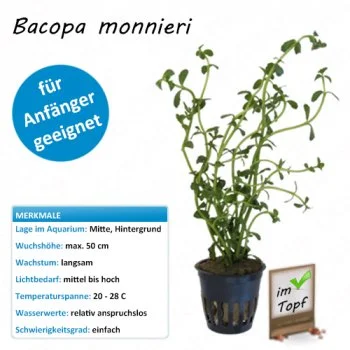 bachflohkrebse202607231427573094780