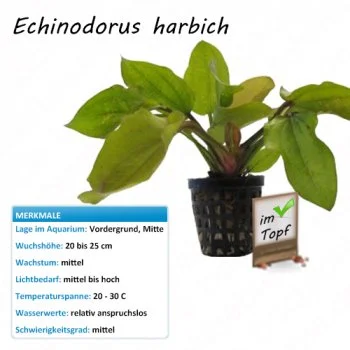 bachflohkrebse202607231432373095497