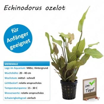 bachflohkrebse202607231432493095532