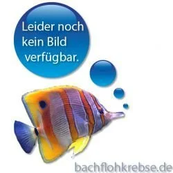 bachflohkrebse202607231433523095698