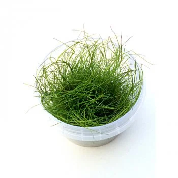 bachflohkrebse202607231438473096476