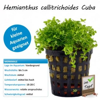 bachflohkrebse202607231445063097335