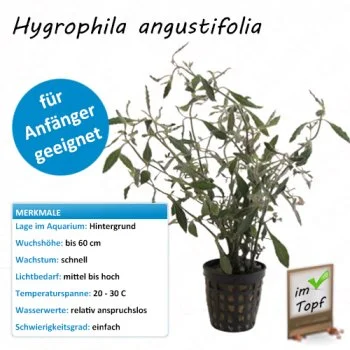 bachflohkrebse202607231445443097416