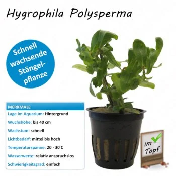 bachflohkrebse202607231445553097441