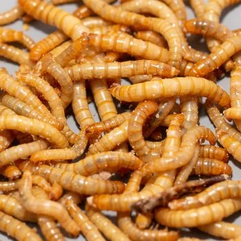 bachflohkrebse202607231447423097666