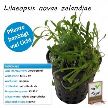 bachflohkrebse202607231448073097721
