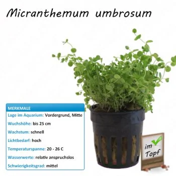 bachflohkrebse202607231509293098983