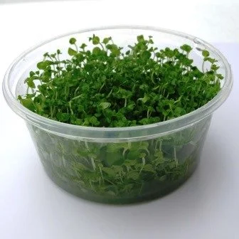 bachflohkrebse202607231509343098991