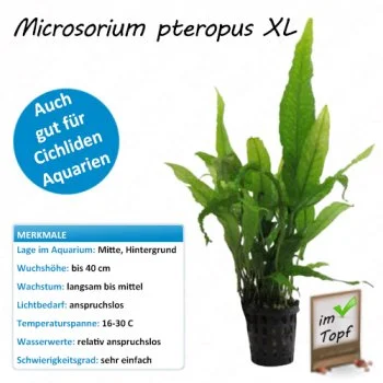 bachflohkrebse202607231509463099015