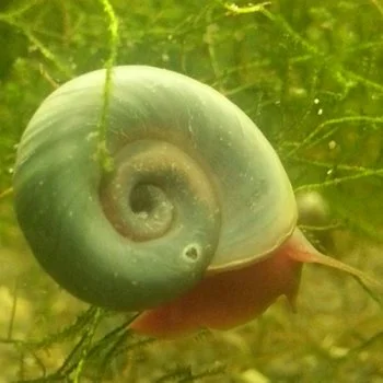 bachflohkrebse202607231514523099556