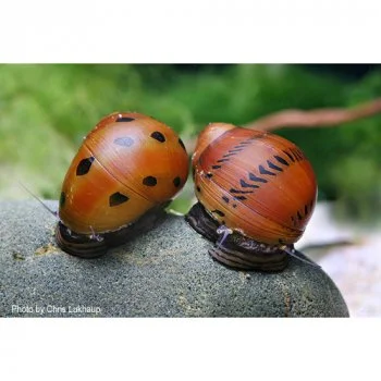 bachflohkrebse202607231516333099730