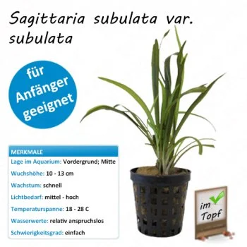 bachflohkrebse202607231519023099956