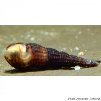 bachflohkrebse202607231520063100049