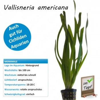 bachflohkrebse202607231545423102450