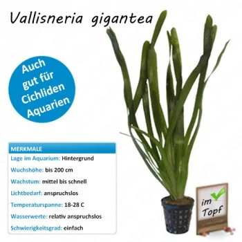 bachflohkrebse202607231545433102456