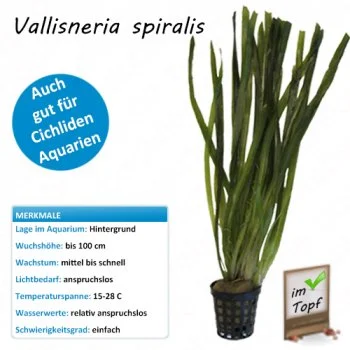 bachflohkrebse202607231545503102469
