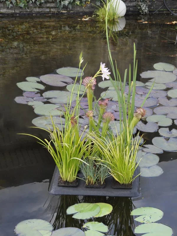 der-gartenteich202607231515423099639
