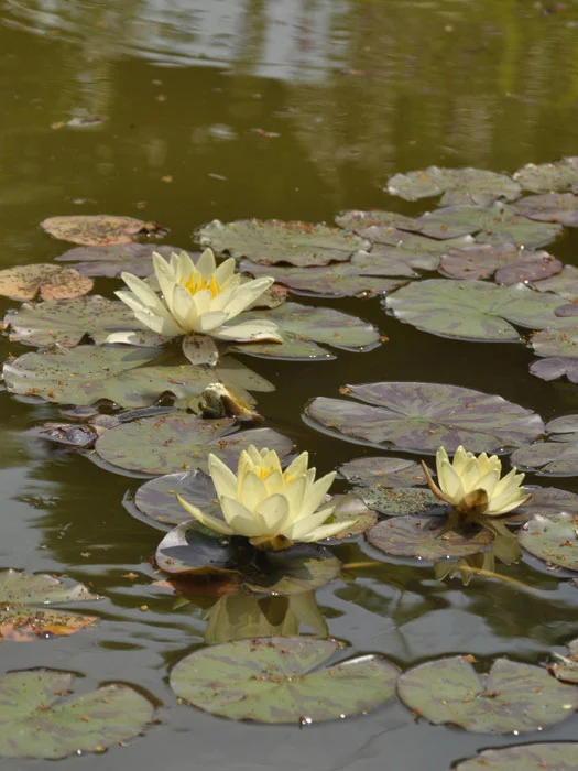 der-gartenteich202607231516593099771