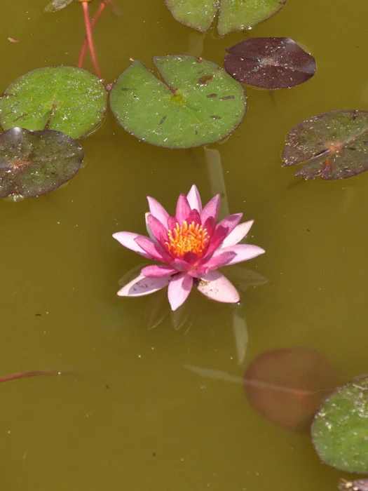 der-gartenteich202607231523253100337