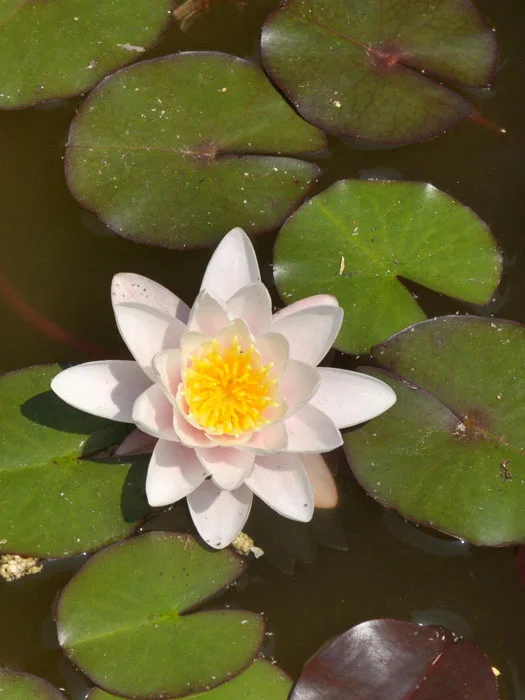 der-gartenteich202607231524153100414