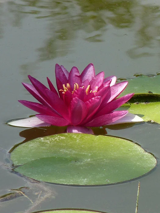 der-gartenteich202607231530573101017