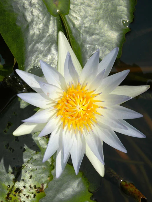 der-gartenteich202607231532513101173
