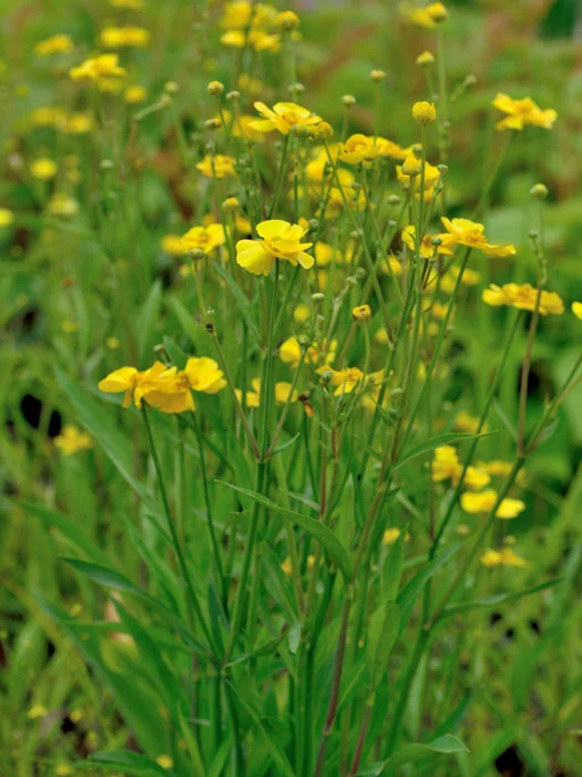 der-gartenteich202607231533343101233