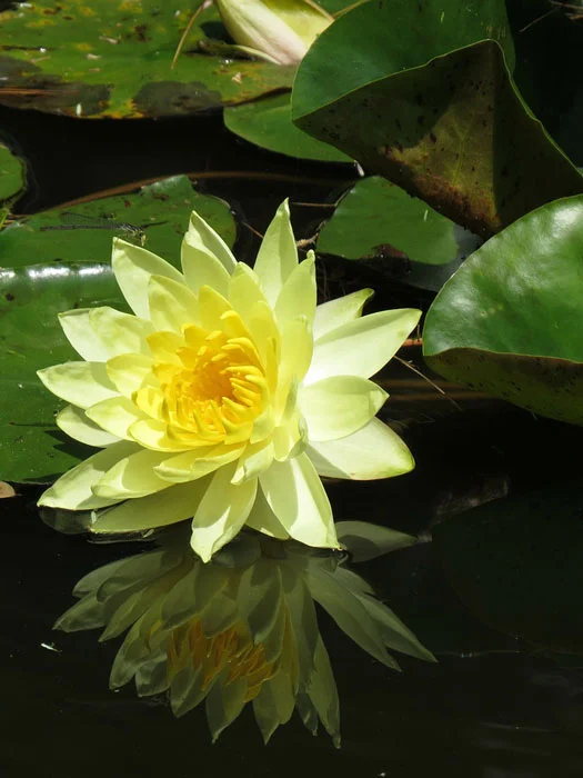 der-gartenteich202607231533373101237