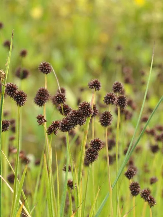 der-gartenteich202607231537003101554