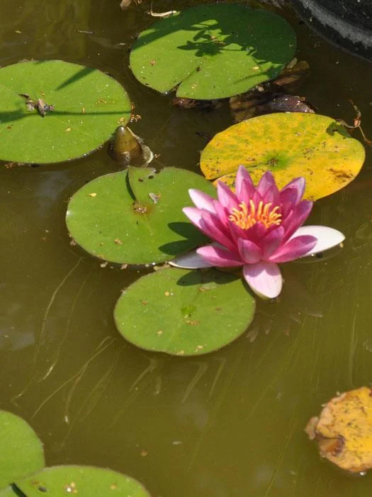 der-gartenteich202607231537113101571