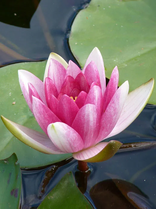 der-gartenteich202607231537483101629