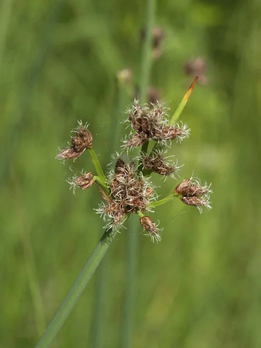 der-gartenteich202607231538413101710