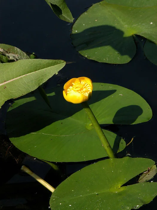der-gartenteich202607231540373101897