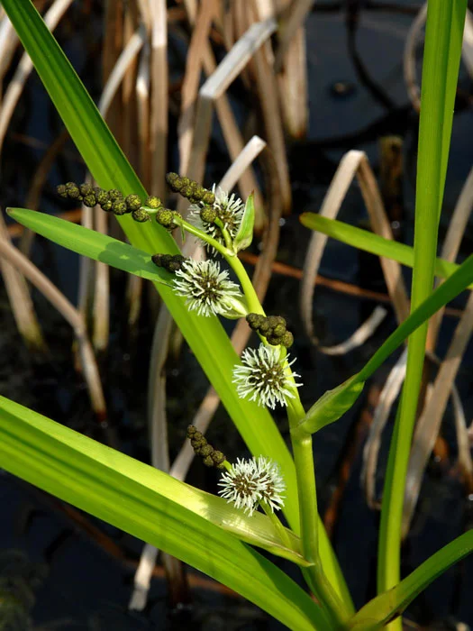 der-gartenteich202607231541233101971