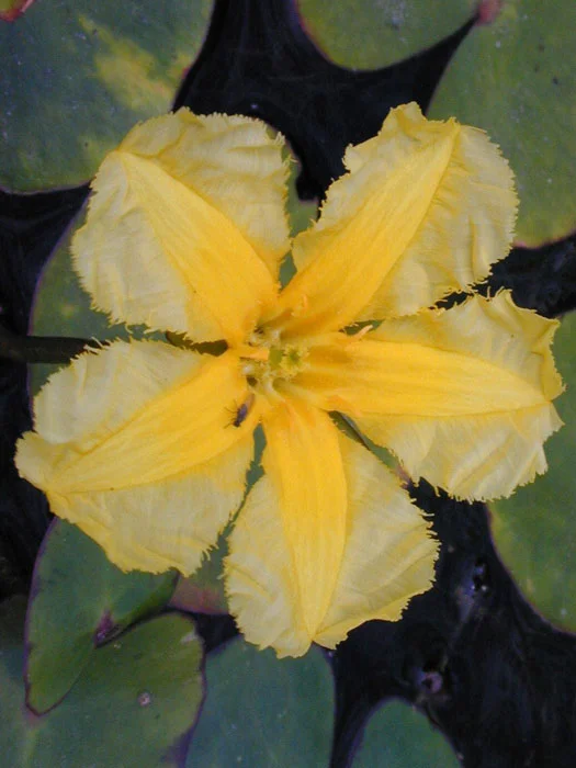 der-gartenteich202607231541483102012