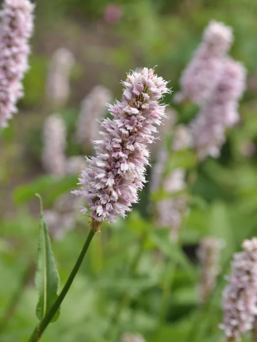 der-gartenteich202607231542003102032