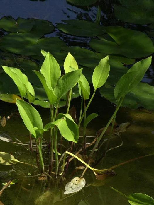 der-gartenteich202607231542013102033
