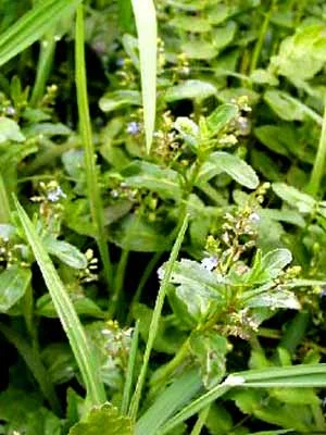 der-gartenteich202607231542113102048