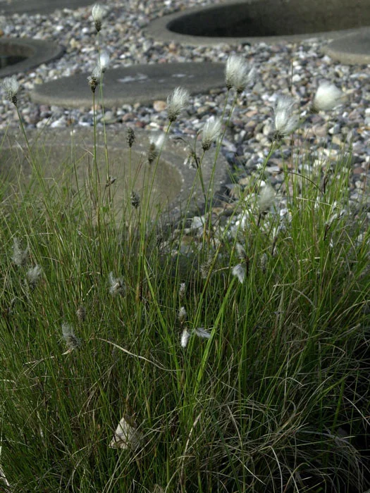 der-gartenteich202607231542213102067