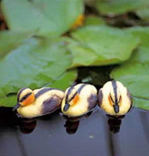 der-gartenteich202607231542403102102