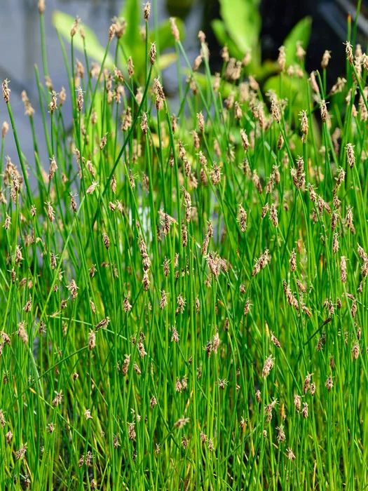 der-gartenteich202607231543423102220
